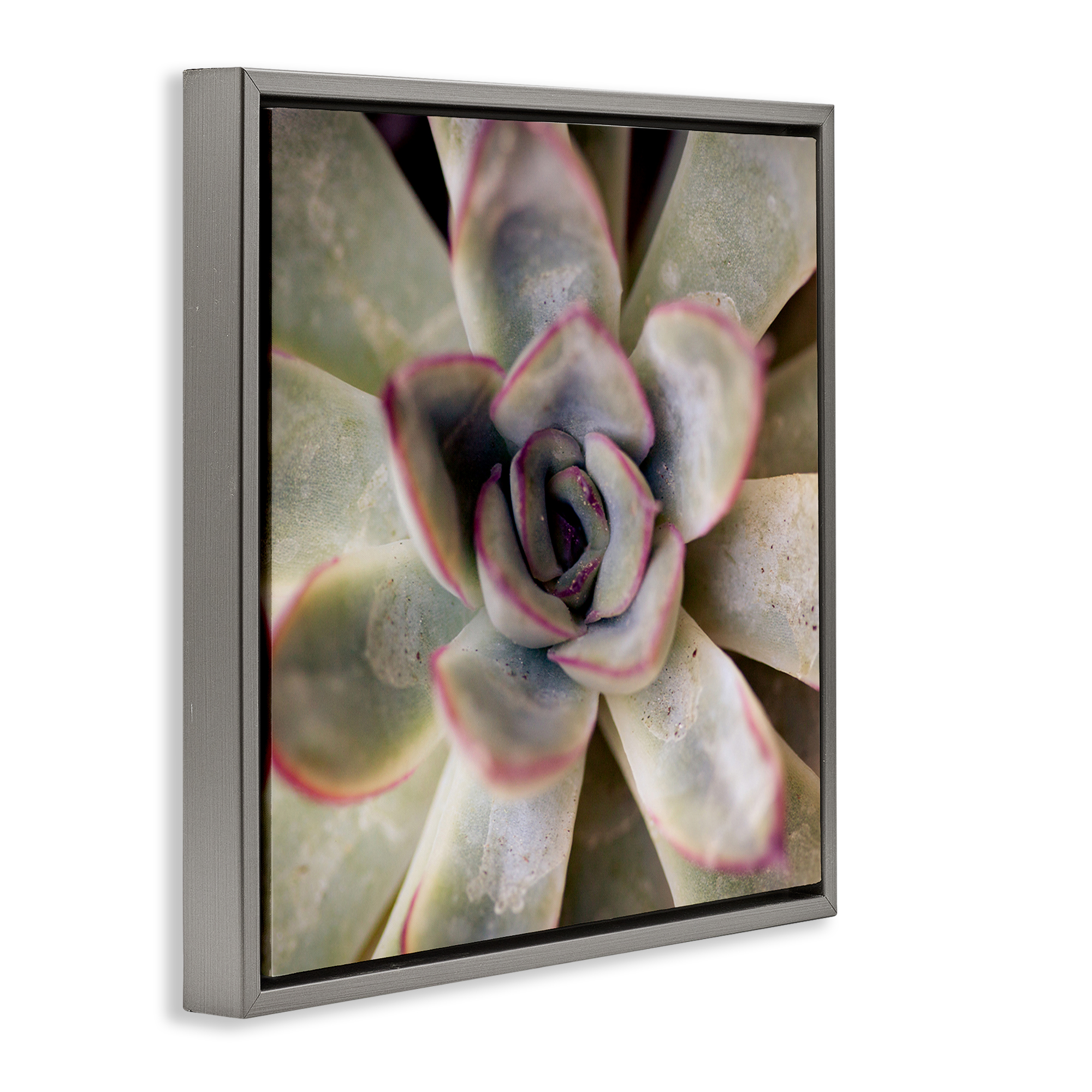 Stupell Industries Succulent Petals Pattern Plants & Flowers Photography Gray Floater Framed Canvas Art Print Wall Art, 18 x 18