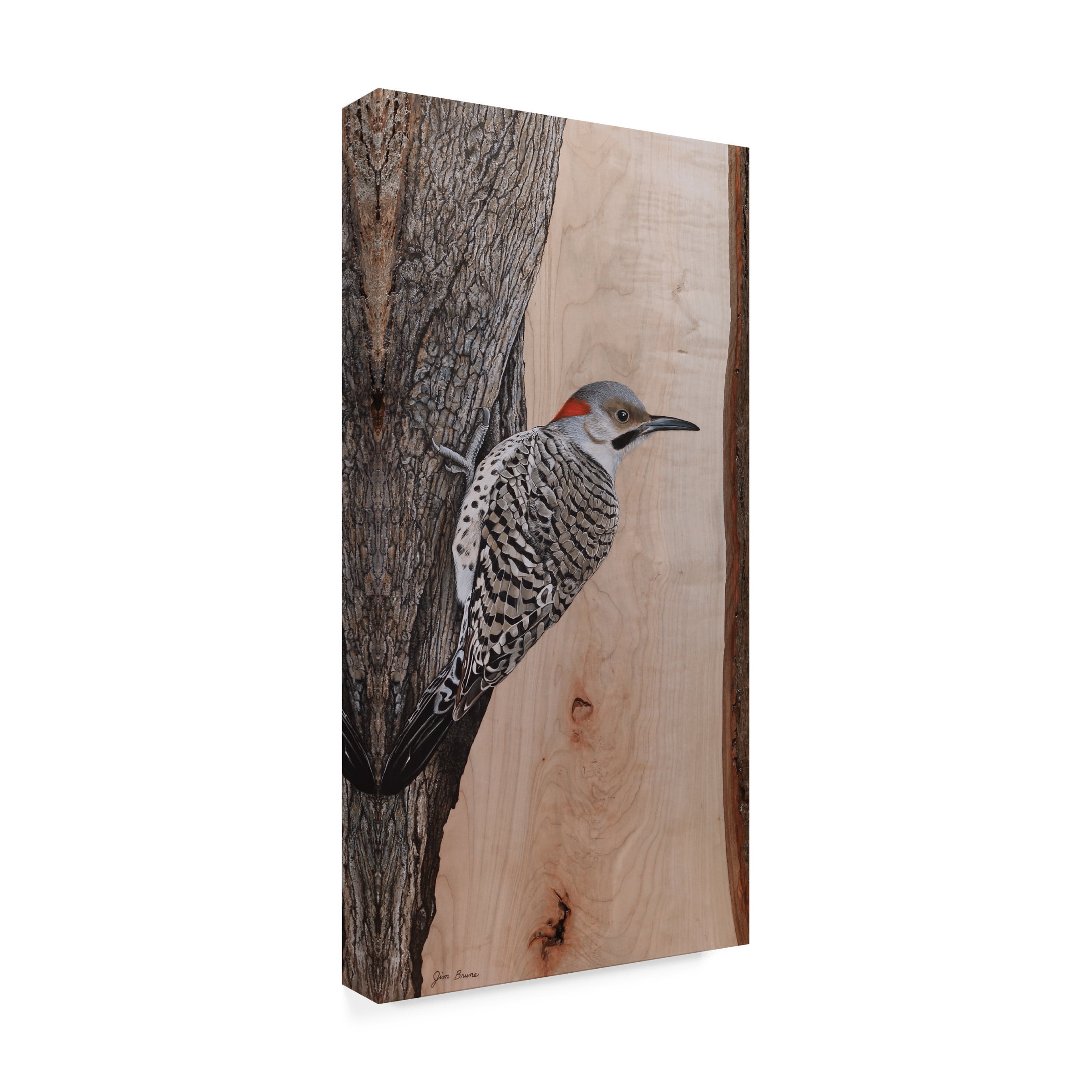 Canvas Wall Art - Jim Brune 'Clinging Northern Flicker' Wall Art for Living Room, Bedroom, or Office DÃ©cor by Trademark Fine Art - 16 x 32 Inches