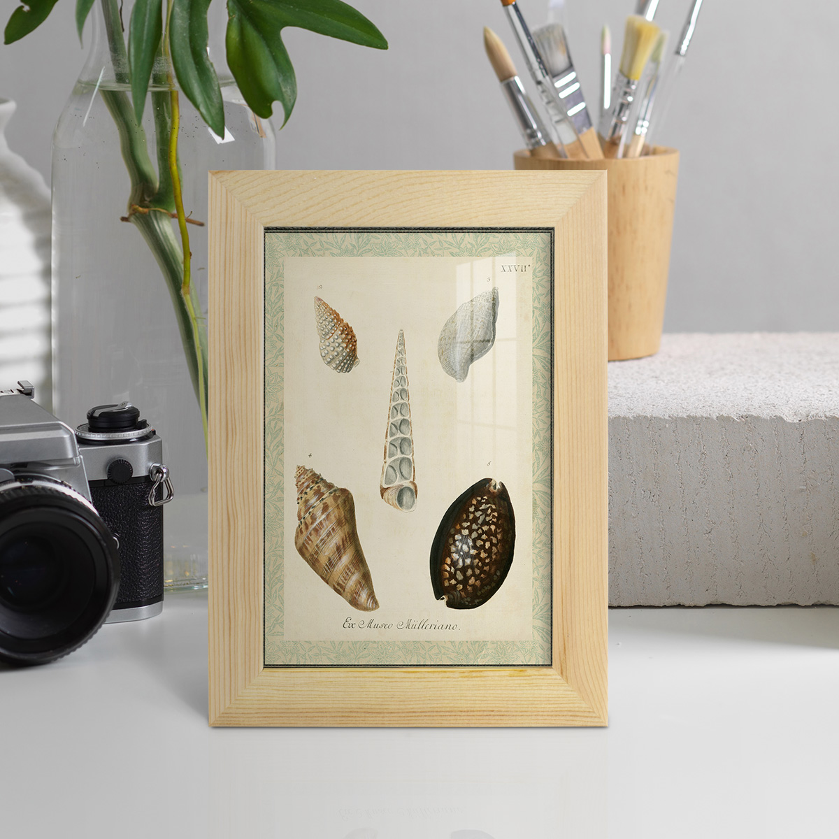 Bookplate Shells IX - Framed Print w/glass - Natural Wood
