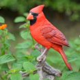 thumbnail image 1 of Hi-Line Gift Ltd Cardinal sur une Branche Statue, 1 of 4
