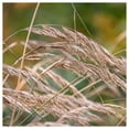 thumbnail image 3 of Everwilde Farms - 1 lb Blue Joint Grass Native Grass Seeds - Gold Vault Bulk Seed Packet, 3 of 3