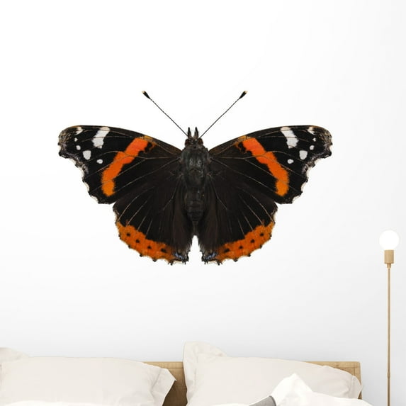 Butterfly Species Vanessa Atalanta Wall Mural by Wallmonkeys Peel and Stick Graphic (36 in W x 24 in H) WM98563