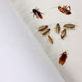 thumbnail image 6 of Spencer 10PCS Roach Trap Pest Cockroach Glue Catchers Indoor Insect Roach Pest Sticky Control Trap for House Home Motel Hotel, 6 of 10
