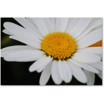 Trademark Fine Art "Sweet Splendor" Canvas Art by Monica Mize