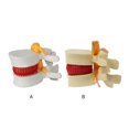 thumbnail image 2 of Transemion PVC Teaching Tool Durable And Reliable Lumbar Vertebrae Model Effective Props Model white 1Set, 2 of 6