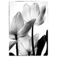 thumbnail image 3 of Van Swearingen, Debra 14x18 Black Modern Framed Museum Art Print Titled - Translucent Tulips III, 3 of 5