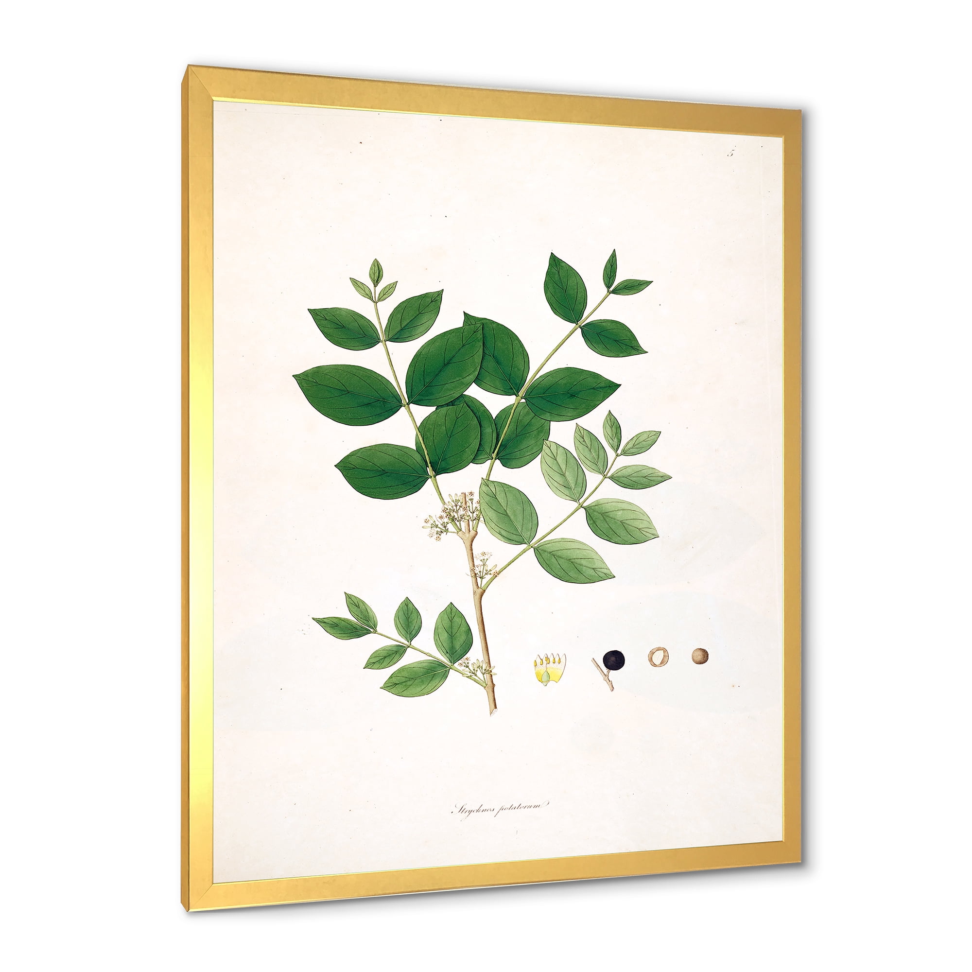 Designart 'Ancient Botanicals VI' Farmhouse Framed Art Print