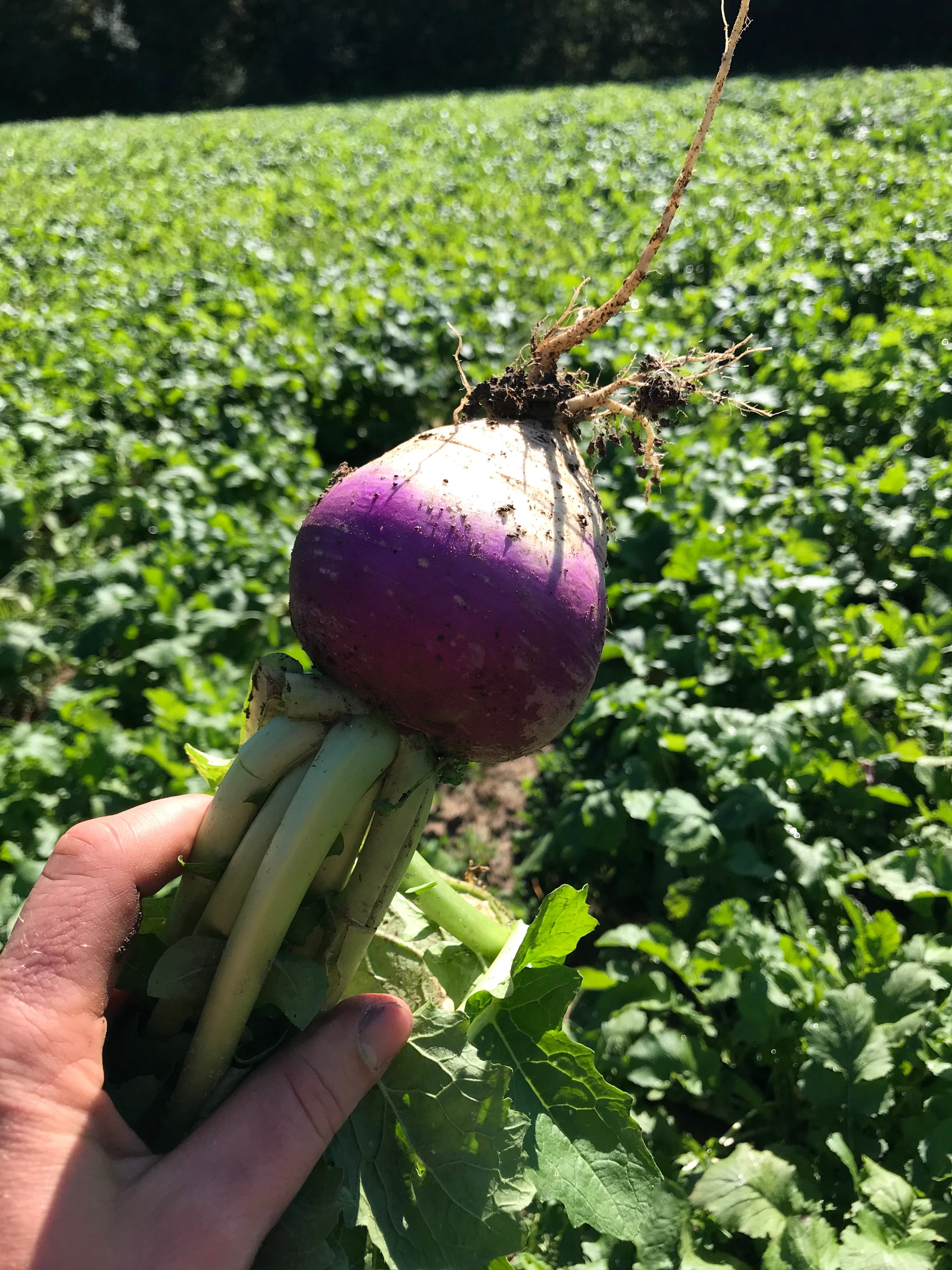 Hale Habitat & Seed Purple Top Turnip Food Plot Seed, 5 lbs