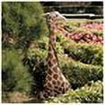 thumbnail image 2 of Design Toscano Gigi the Garden Giraffe Statue, 2 of 2