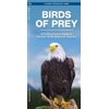 Pocket Naturalist Guides: Birds of Prey: An Introduction to Familiar North American Species (Other)