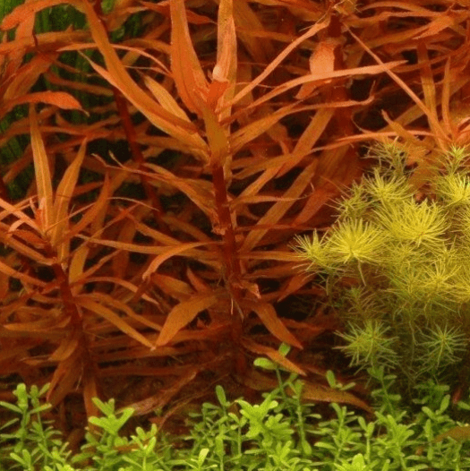 Ammania Gracilis Red Bunch Live Aquarium Plants – Freshwater Aquatic Stem Plant for Fish Tanks & Aquascaping