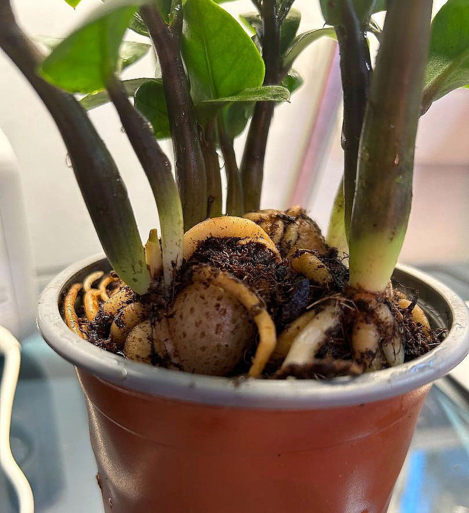 Zenzi Dwarf ZZ Plant - Zamioculcas zamiifolia - Hardy House Plant - 4" Pot  - Walmart Business Supplies