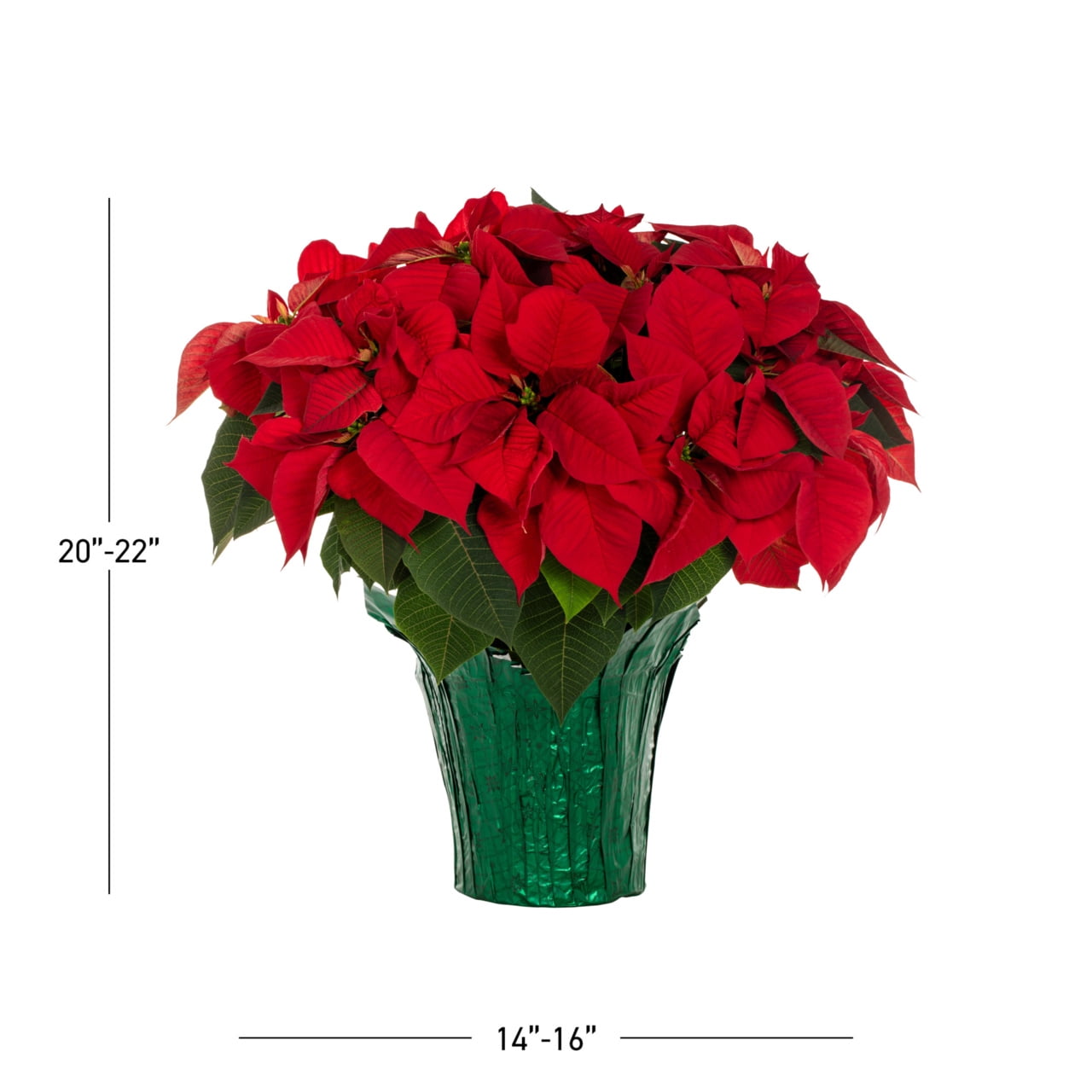 Holiday Time 3.5QT Red Poinsettia Live Houseplant Green Foil Cover Indirect Sunlight