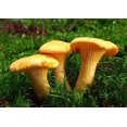 thumbnail image 4 of GSDWIUEW Chantarelle Mushroom Spawn Mycelium Spores for Planting, 4 of 8