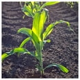 thumbnail image 3 of Everwilde Farms - 1 oz Honey Select F1 Hybrid Yellow Sweet Corn Seeds - Gold Vault Bulk Seed Packet, 3 of 3