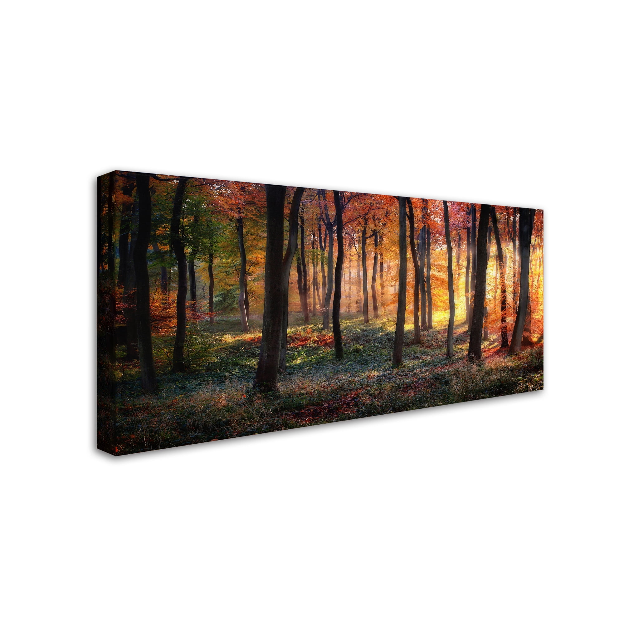 Photokes 'Autumn Woodland Sunrise' Canvas Art
