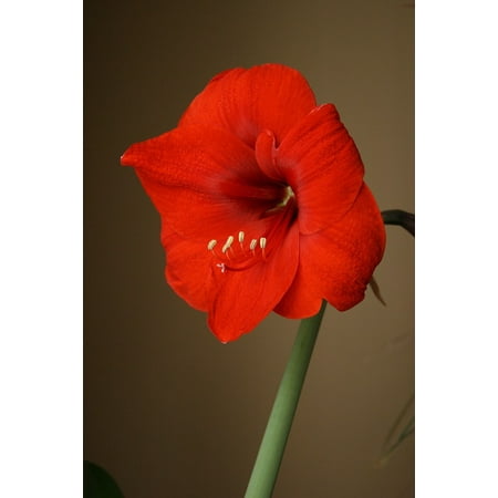 - Laminated Poster Flower Flowering Red Bulb Stamen Bloom Amaryllis Poster Print 11 x 17