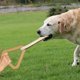 thumbnail image 5 of Juguete para Masticar Perros, Juguete de Cuerda, Juguete para Tirar, Regalo Interactivo para Masticadores Agresivos, Limpieza de Pascua, Limpieza de R , Amarillo Colco Cuerda para masticar dientes., 5 of 7