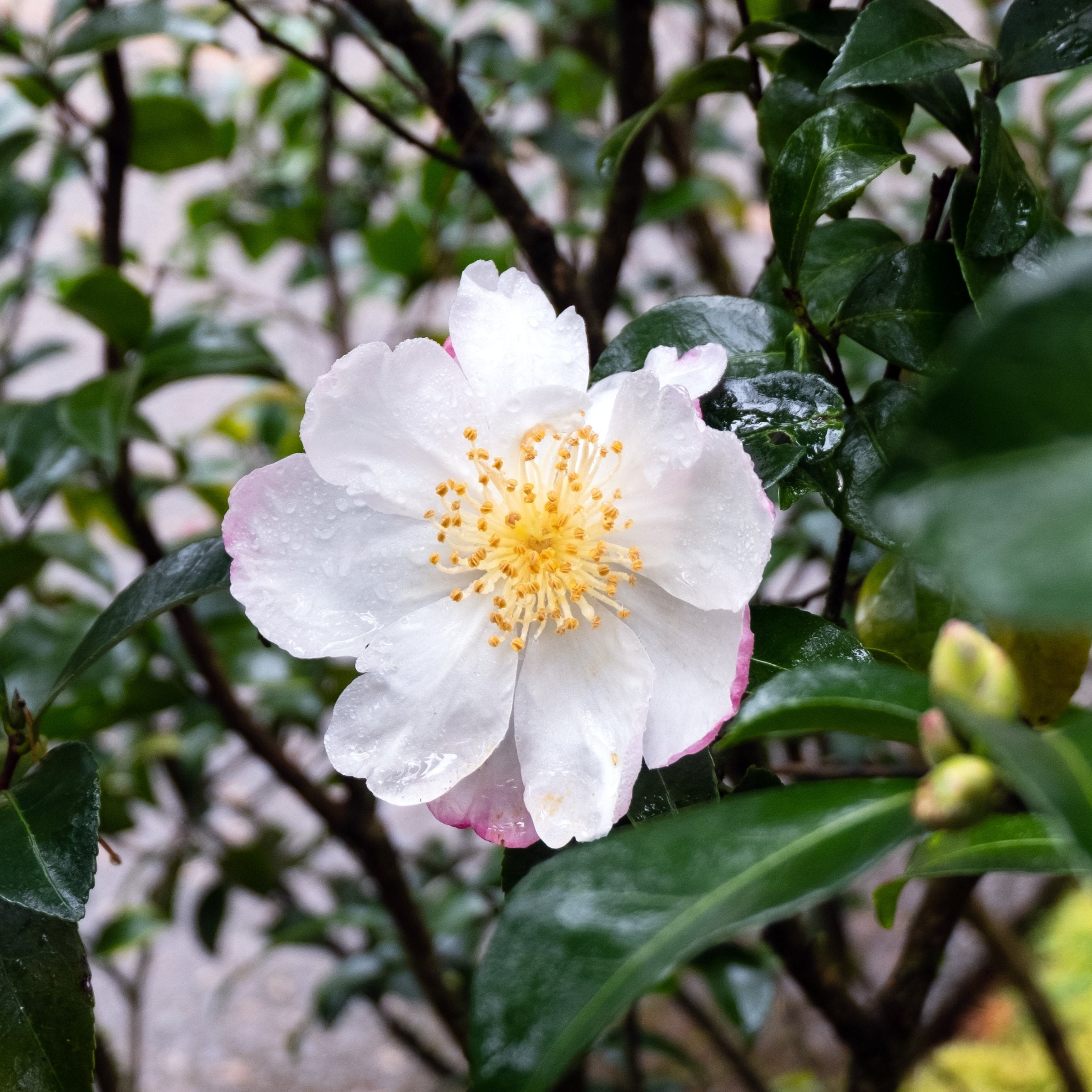 National Plant Network 1 gal. Camellia Sasanqua Daydream Believer Shrub