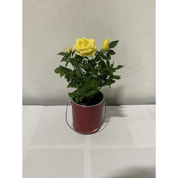 4" Live Mini Yellow Rose Bush in 4" Red Paint Can Gift Container