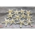 thumbnail image 6 of Knobby Starfish | 12 White 2" to 3 1/2", 6 of 6