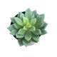 thumbnail image 1 of Inteprter Simulaciones de suculentas, plantas artificiales de plástico, decoraciones para el hogar, jardín y sala de estar Decoración, 1 of 3