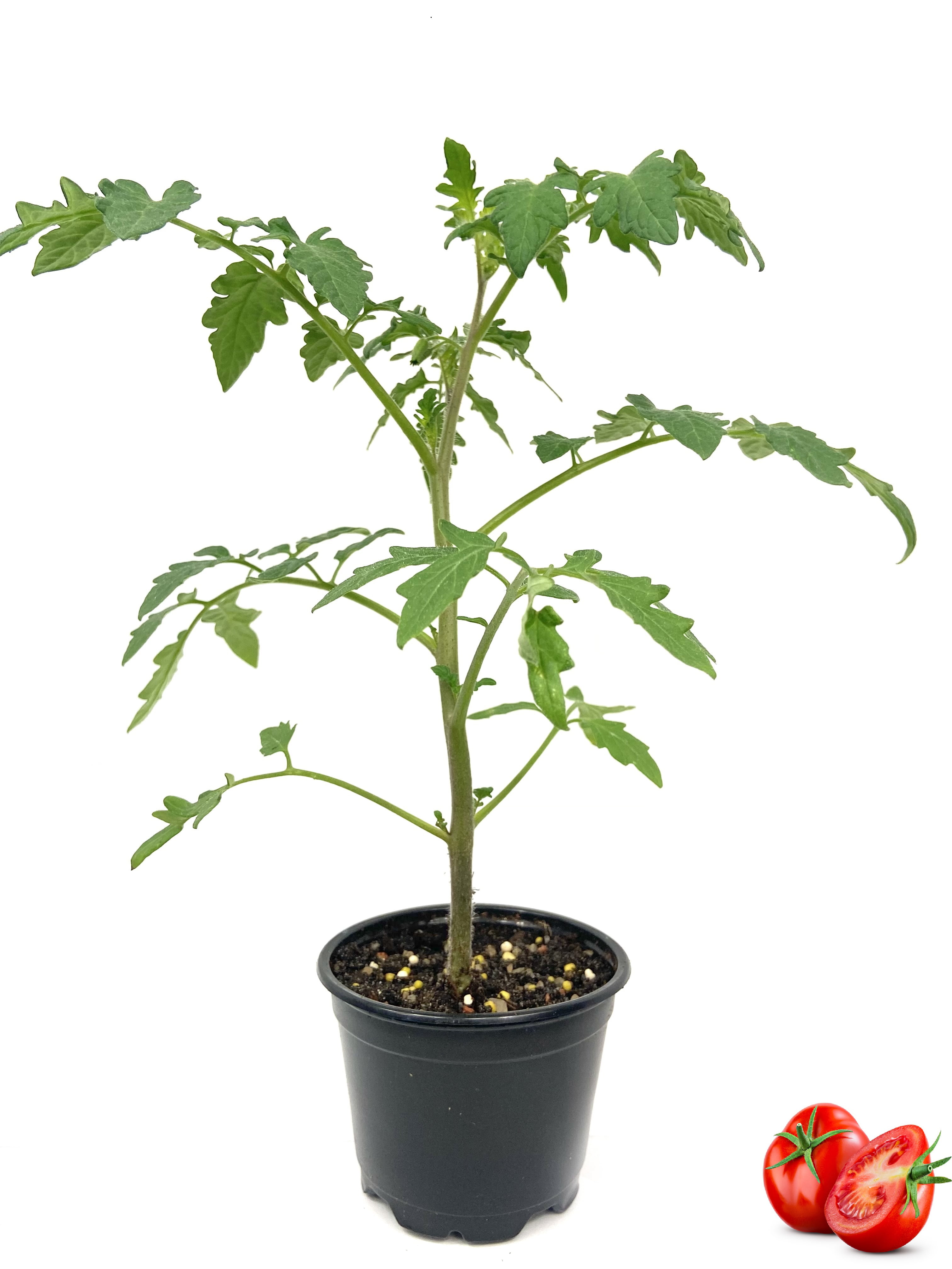 Patio Tomato Plant - Live Plant in a 4 inch Pot - Growers Choice Based on  Season and Availability - Easy to Grow Vegetable - Indoor Outdoor Kitchen  Garden Vegetable 