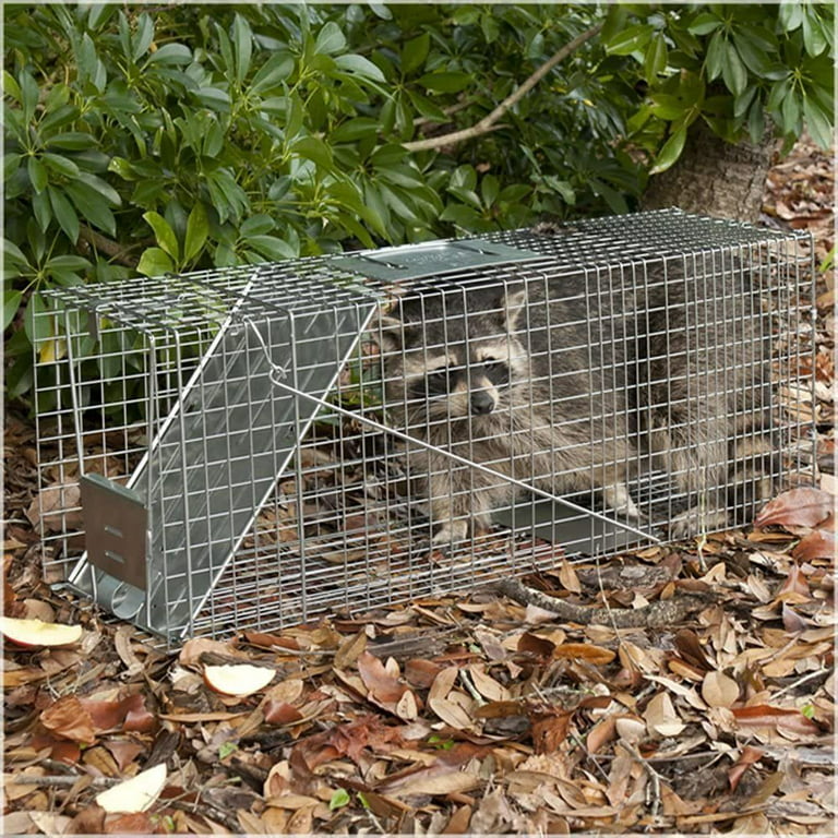 Use Havahart Live Animal Trap to Bait and Catch Raccoon, Groundhog, and  other Nuisance Wildlife 
