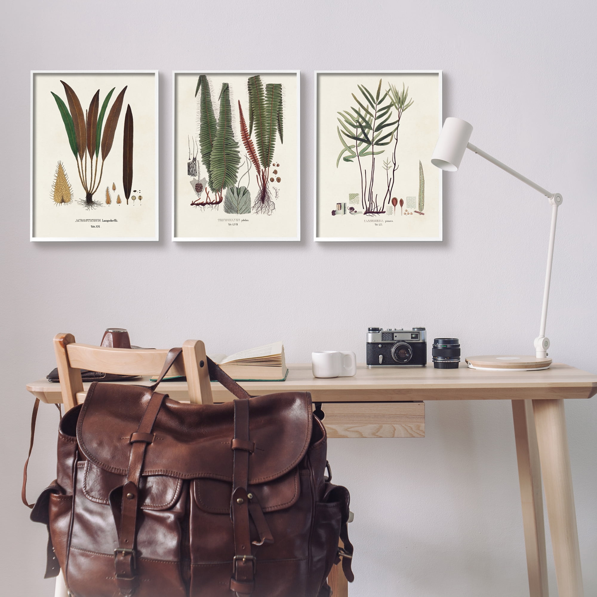 Stupell Industries Vintage Botanical Studies Botanical & Floral Painting White Framed Art Print Wall Art, 16 x 20