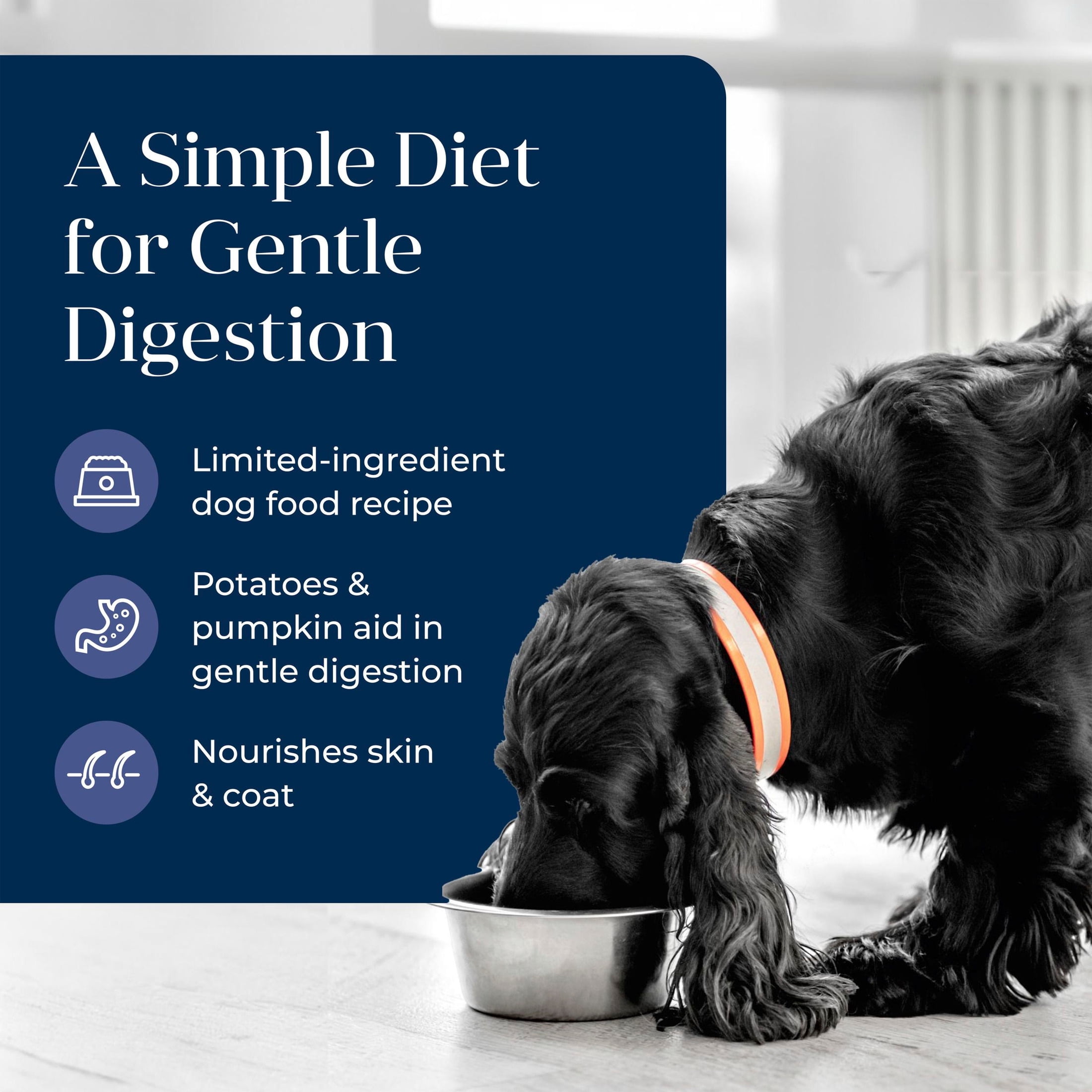Blue Buffalo Basics Grain Free Wet Dog Food for Skin & Stomach Care, Duck, 12.5oz Can
