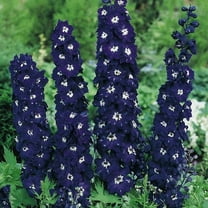 Delphinium Elatum Magic Fountains Dark Blue White Bee - 200 Seeds