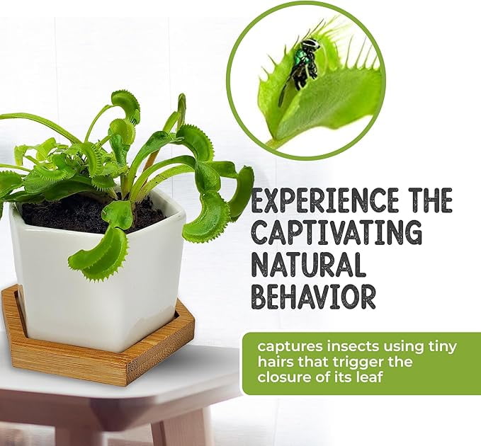 Venus Fly trap Live Plant in White Ceramic Pot with Venus Fly Trap Food – Bug-Eating Indoor Plant Kit with Sphagnum Moss – Carnivorous Houseplant for Kids & Adults