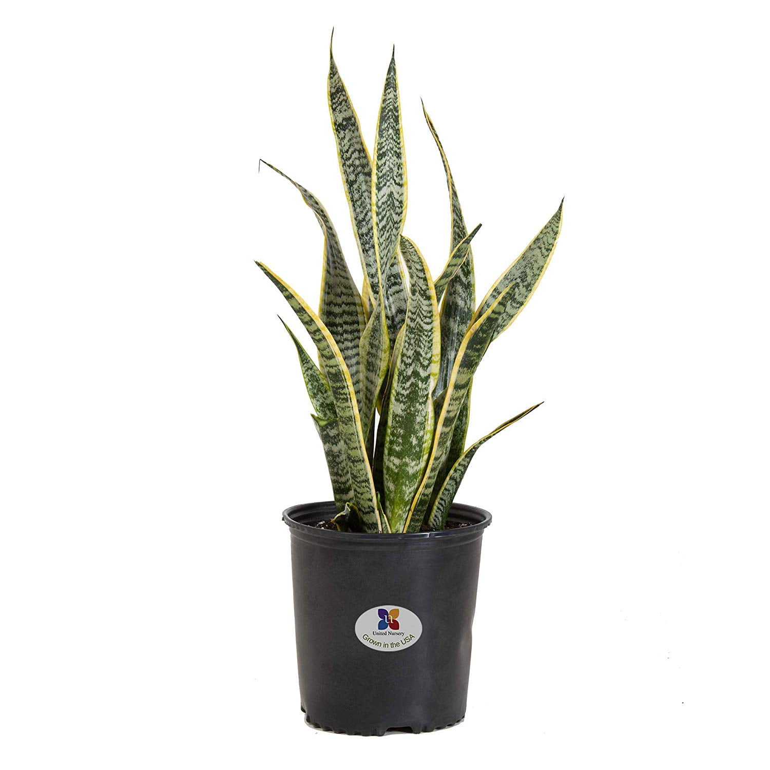 This a  wysiwyg plant collection. An Eco Pot Collection  with Sansevieria  laurentii a ZZ plant  and a Parlor palm