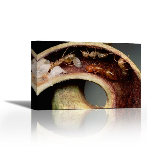 Carpenter Ants and pupae nest safely in tendril of carnivorous pitcher plant, Borneo - Contemporary Fine Art Giclee on Canvas Gallery Wrap - wall décor - Art painting - 30 x 20 Inch - Ready to Hang