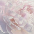 thumbnail image 2 of Pollard, David 15x15 Gold Ornate Wood Framed with Double Matting Museum Art Print Titled - Peony Pink Blush I, 2 of 4