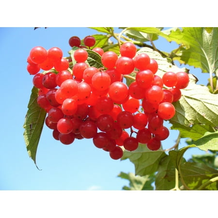 Shomzy 4 Store 20 American Highbush Cranberry Plant Seeds  Red Fruit White Flower Shrub