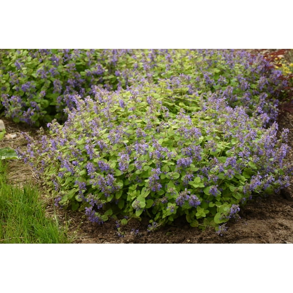Chartreuse on the Loose Catmint Perennial - Nepeta - Gallon Pot