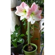 Apple Blossom Amaryllis Bulb Single Blooming