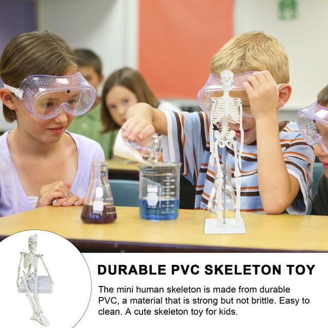 YAOMOBB Sturdy Mini Skeleton Model Mini Human Skeleton Model Body Flexible Joints Great Teaching Tool School Removable Skull
