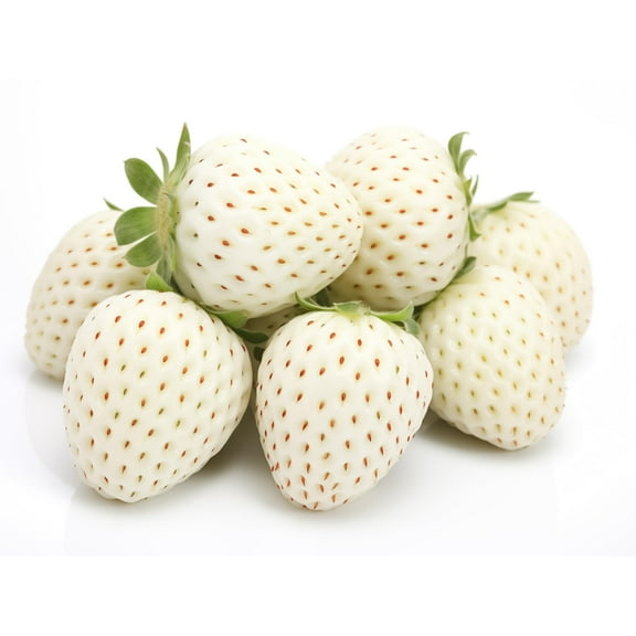 White Strawberry Plants for Growing - White Pineberry are Tasty and High Yielding Each Season (10 Plants)