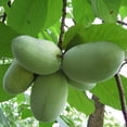 thumbnail image 3 of Organic Paw Paw Seeds, 3 of 3