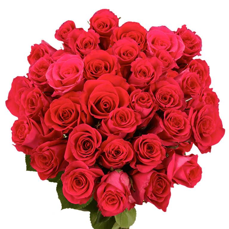 75 X Long Stems of Wild One Roses- Fresh Flower Delivery