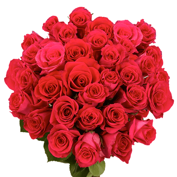 75 X Long Stems of Wild One Roses Fresh Flower Delivery