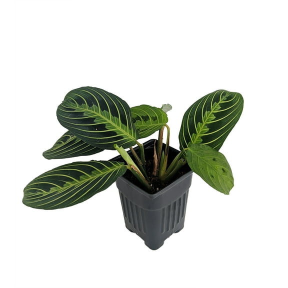 Golden Lemon Prayer Plant - Maranta - 2 Pack 3" Pots - Collector's Series