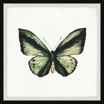 Marmont Hill Butterfly Butterflies Framed Art Prints