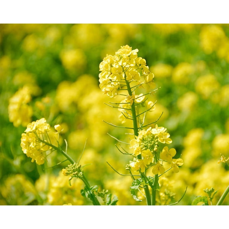 Yellow Mustard Seeds, 1 Pound - by Food to Live