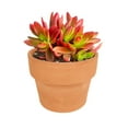 thumbnail image 2 of Crassula Capitella Campfire Succulent (4" + Clay Pot), 2 of 6
