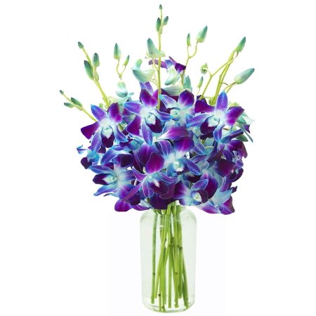 KaBloom : 20 Blue Dendrobium Orchids with Vase, Next-Day Delivery, Gift for Every Occasion.