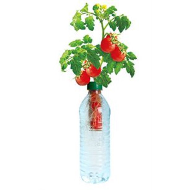 Petomato Tomato Plant