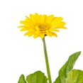 thumbnail image 3 of Better Homes & Gardens 2.5QT Gerbera Daisy, Annual Potted, Full to partial sun plant, 3 of 3